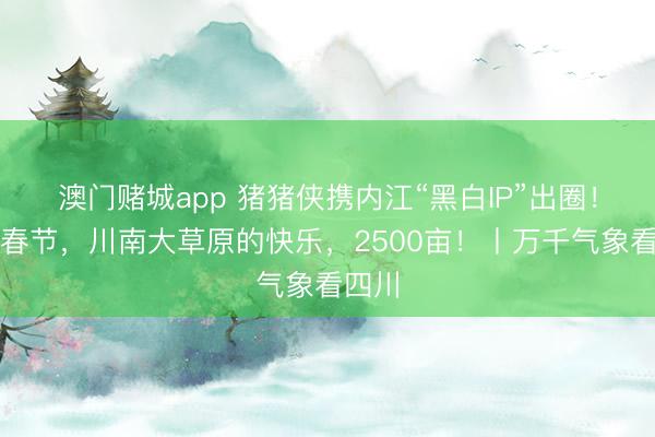 澳门赌城app 猪猪侠携内江“黑白IP”出圈！这个春节，川南大草原的快乐，2500亩！丨万千气象看四川
