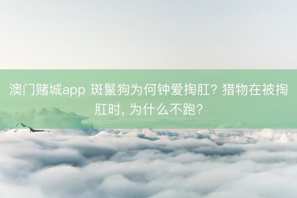 澳门赌城app 斑鬣狗为何钟爱掏肛? 猎物在被掏肛时, 为什么不跑?